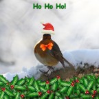 Can You Name the 13 Birds of Christmas?